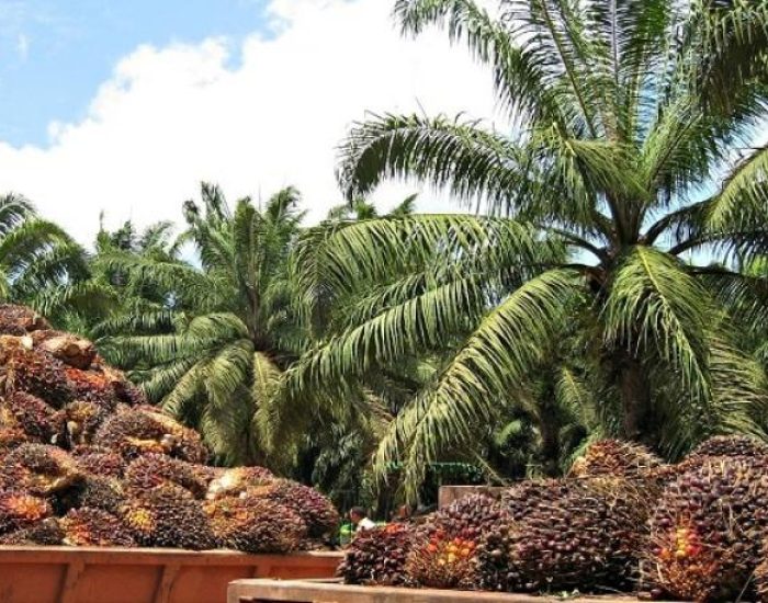 la-palma-aceitera-es-el-cultivo-lider-en-el-desarrollo-de-la-31421